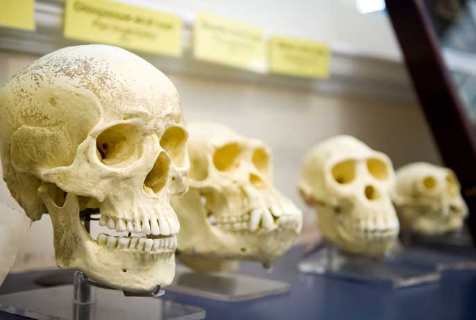 À quoi ressemblera l’homme de demain ?