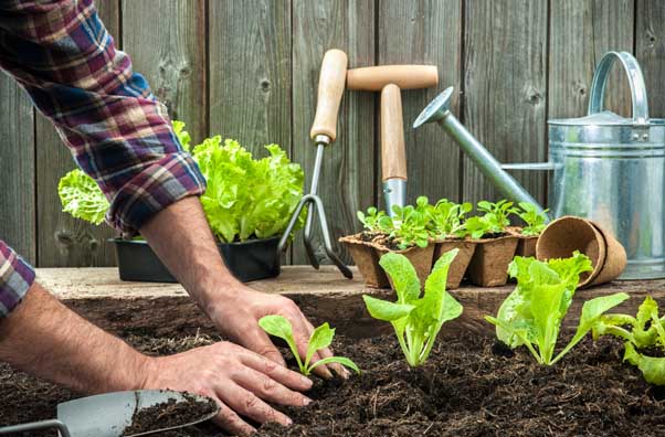 COVID-19 : Suisses, il vous est interdit de planter vos salades!