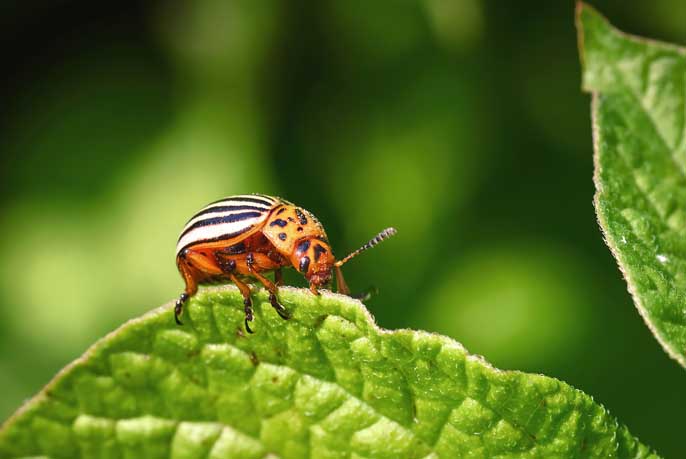 Insecticide - Comment l'agrochimie a tué les insectes