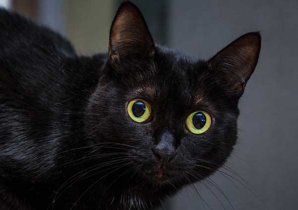 « L’animal n’a pas de droits, nous avons des devoirs envers lui »