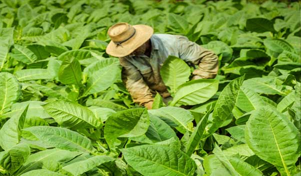 Le secret de l’île bio, Cuba