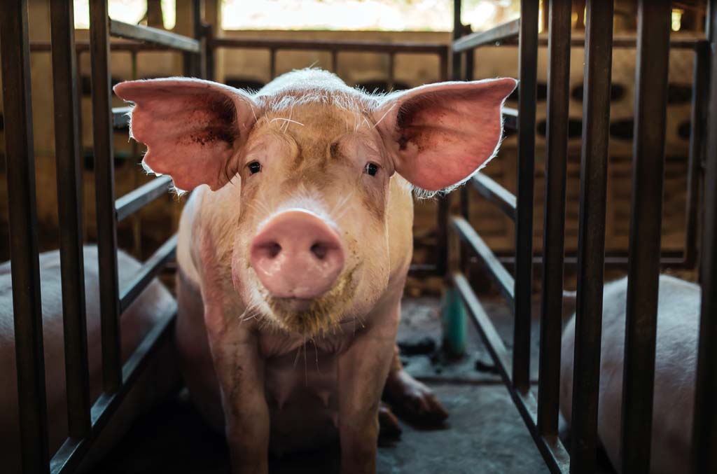 Malheureux comme un cochon en Chine...