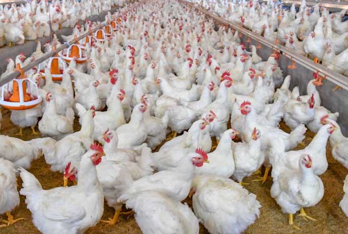 Pauvres poulets ! Une géopolitique de l'œuf