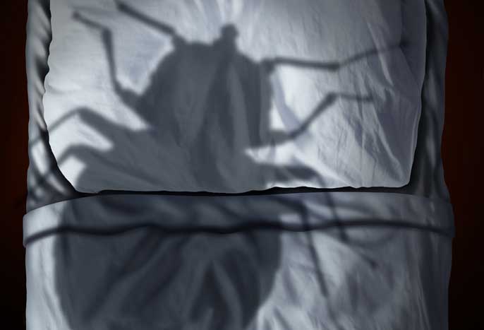 Punaises de lit, une priorité du gouvernement dans ces temps troublés…